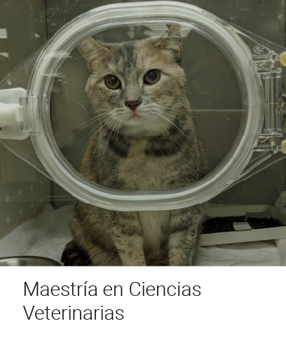Maestría en Ciencias Veterinarias